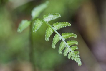 <p>A delicate fern</p>