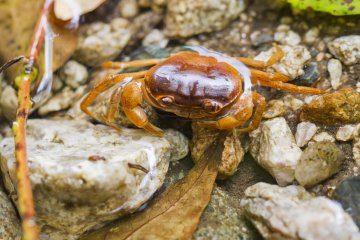<p>Japanese freshwater crabs, or sawagani, can be found all along the river</p>