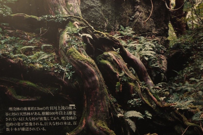 Poster of the Buried Forest