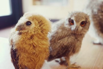 The youngest owls out of their cages during the cleaning
