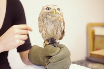 You can hold this owl on your own hand for only &yen;300!