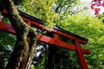 <p>Red shrine gate and fresh greenery</p>