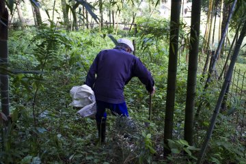 <p>Mr Kato hunting for young bamboo shoot</p>