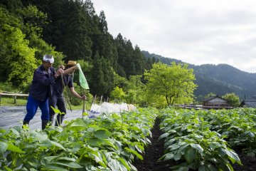<p>Harvesting zucchini plants with Mr Kato</p>