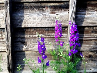 Blue and purple flowers of the Delphinium family