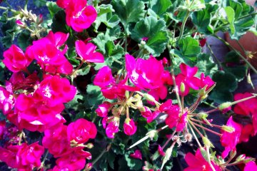 ดอกไม้สีชมพูสุดงามในมิฟุเนะ