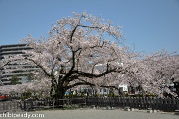 There are many beautiful cherry trees here in late March, early April