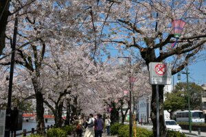Street to the castle from the station during cherry blossom season