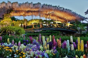 Jembatan lengkung cantik dihiasi dengan wisteria. Saya pergi ke Taman Bunga Ashikaga dengan berharap hanya melihat wisteria saja, namun berbagai jenis bunga, seperti yang terlihat di latar depan foto ini, menampilkan konras sempurna pada jembatan di latar belakangnya.
