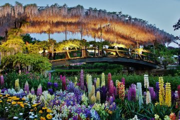 Красивая арка, украшенная глицинией. Собираясь в цветочный парк Асикага, я ожидал увидеть только глицинию, но различные виды цветов, как этот букет разноцветья на переднем плане, отлично контрастируют с аркой на заднем плане.