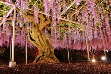 Огромное дерево глицинии в ночной подсветке
