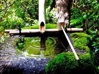 Bồn nước rêu phủ này trong đền Daiho-in thật đẹp