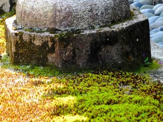 Not sure what it is, but the combination of moss and stone and shadow was magical