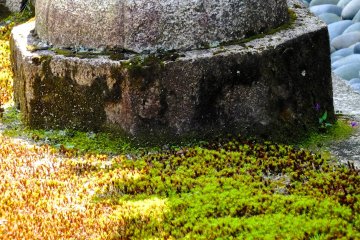 <p>Not sure what it is, but the combination of moss and stone and shadow was magical</p>