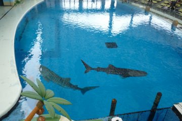 Aqua Stadium and whale shark tank