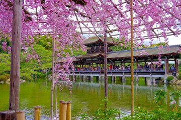 <p>Weeping cheery blossoms and Taihei-kaku Bridge in early April</p>