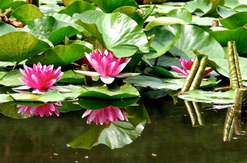 <p>Water lilies and their beautiful reflection</p>