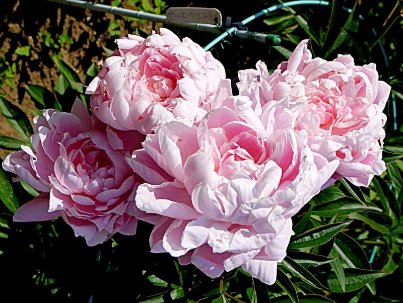 <p>Bowl shaped double pale pink peonies</p>