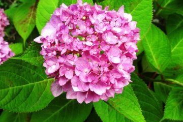 <p>The overcast skies don&#39;t dampen the color of the hydrangeas</p>