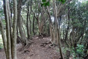 เส้นทางพระพุทธรูปไดบุทสึ (Daibutsu Hiking Course)