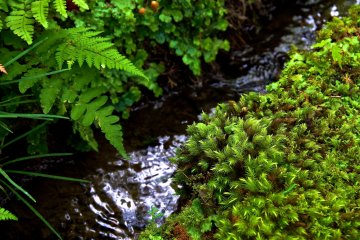 <p>Water trickling from between mossy rocks</p>