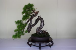 Cascade style bonsai