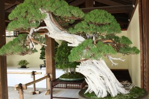 Slanting style bonsai