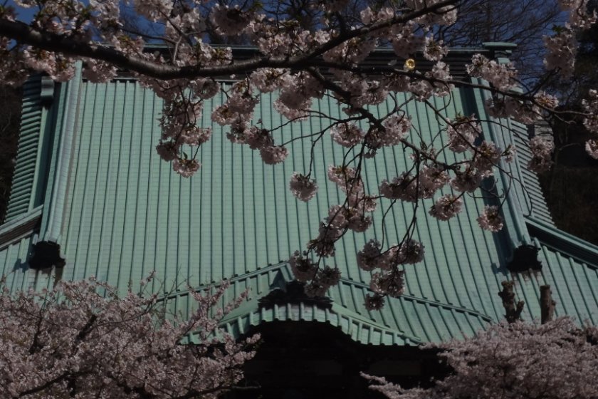 大殿の青銅色の屋根と、薄桃色の桜の花びらの優しいコントラスト