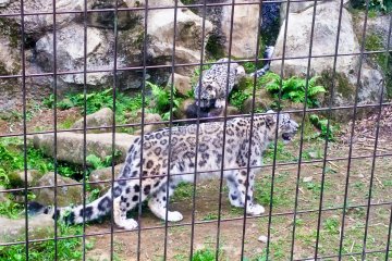<p>Just beautiful! Two Snow Leopards</p>