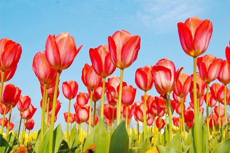 Я не был ярым фанатом цветов, пока не встретил эти милые тюльпаны.