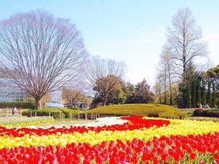 A very splendid field of red, white and yellow tulips. Approximately 300,000 of them.