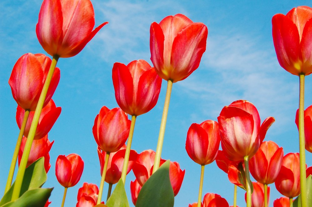 Bạn có thấy cách mà những bông hoa tulip này tô điểm cho bầu trời tuyệt đẹp? Thực sự đáng kinh ngạc!
