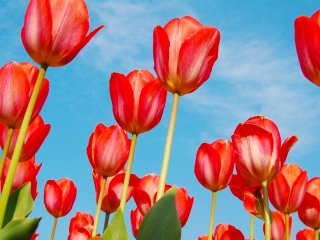 Bạn có thấy cách mà những bông hoa tulip này tô điểm cho bầu trời tuyệt đẹp? Thực sự đáng kinh ngạc!