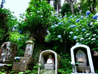 Four small Jijo statues and wild hydrangeas in the woods. Jizo statues look happy having lovely companions at this time of the year