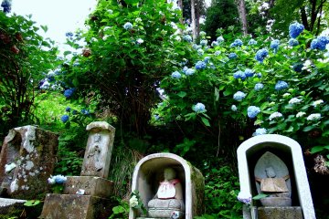 Четыре маленьких статуи Дзидзо и дикие гортензии в лесу. Статуи Дзидзо выглядят счастливыми рядом с цветами-компаньонами в это время года 