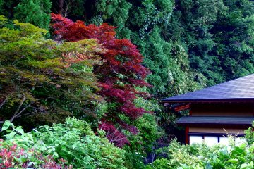 Зеленые и красные листья в саду в храме Дайандзэндзи, Фукуи