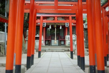 <p>Torii gates in the shrine.&nbsp;</p>