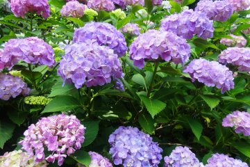 <p>Hydrangeas of all hues can be seen at Hondo-ji</p>