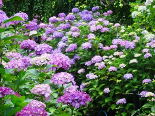 Главнй цвет здешних гортензий - фиолетовый, в отличие от голубых в Камакуре