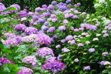 <p>The main color here is purple hydrangeas, unlike the famed blue hydrangeas of Kamakura</p>
