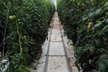 <p>Looking down one of the rows of tomatoes</p>