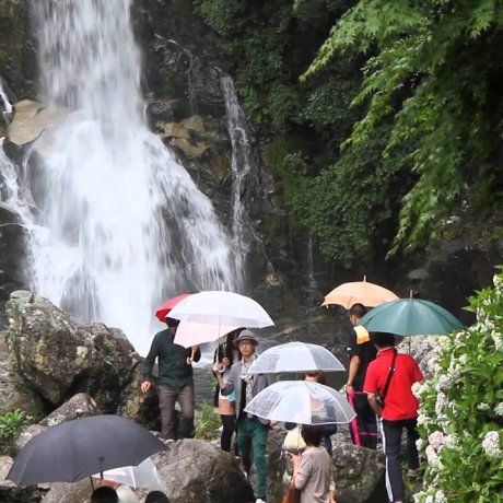 Hoa tú cẩm tú cầu tại thác Mikaeri