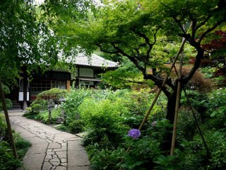 The garden of Jokei-ji is green and beautiful