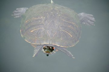 <p>He was swimming closer and closer to me, maybe hoping for food...</p>
