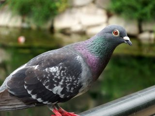 Pretty pigeon perched on a fence of Osaka Castle&#39;s outer moat