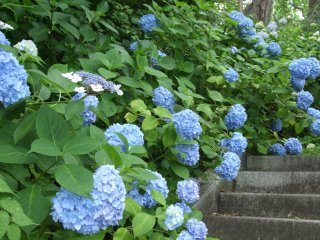 山門につづく石階段の脇に咲いたアジサイの花