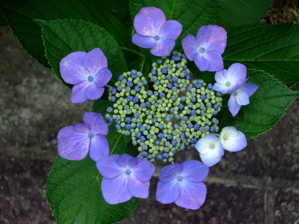 青いガクアジサイの花