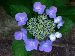 青いガクアジサイの花