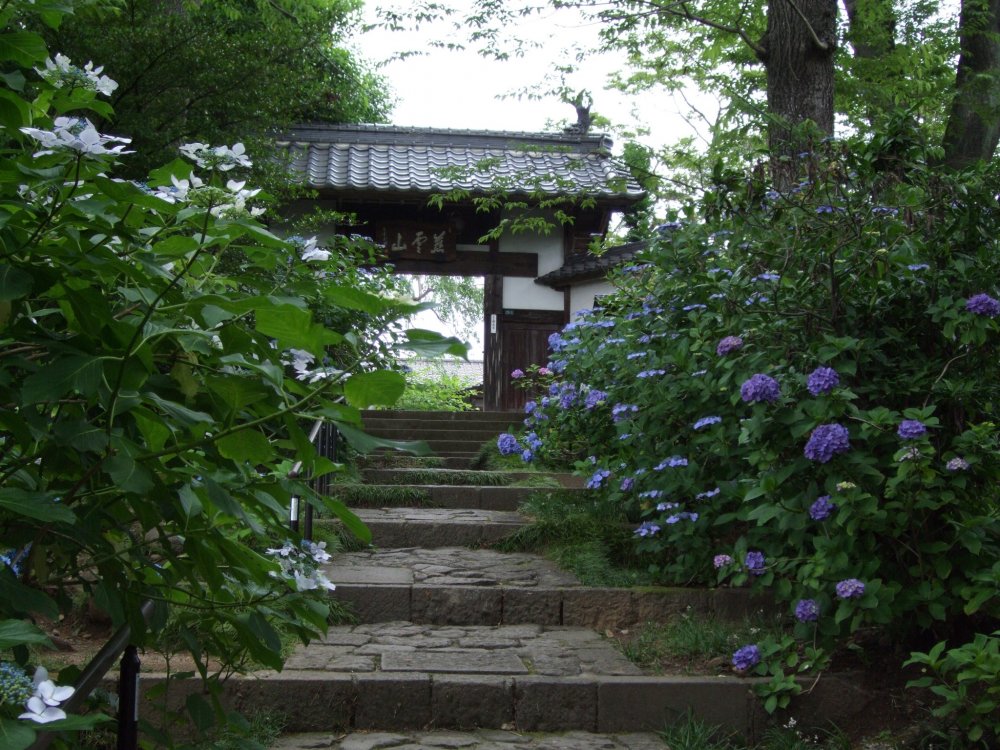 Temple&#39;s entrance decorated with hydrangeas