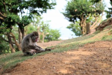 <p>...สวนลิงอิวาตะยาม่า(Iwatayama Monkey Park)...</p>